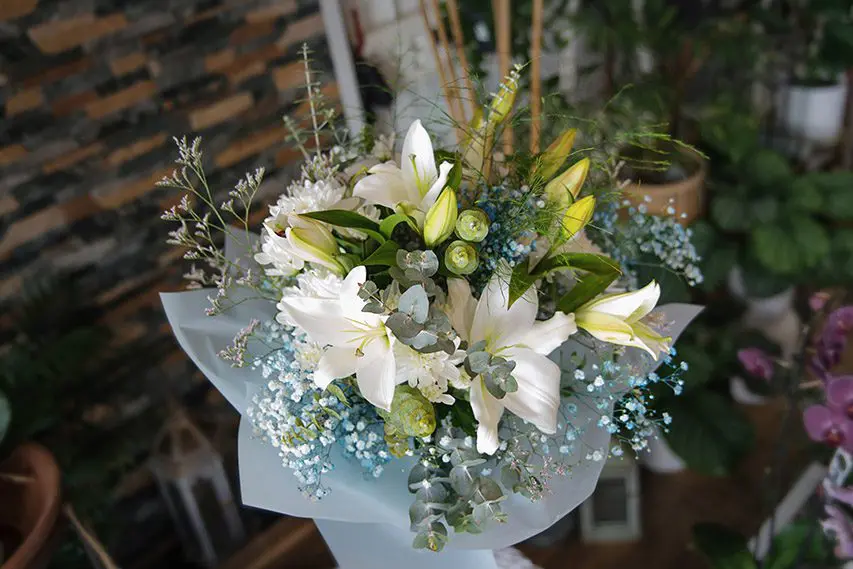 article rosas alisios