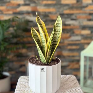 Espada San Jorge(1)jpg